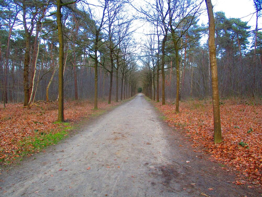 Een laan door de Oude Warande, het sterrenbos van Tilburg
