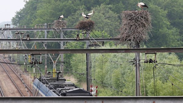 IVN Lezing: Natuur in de bermen van het spoor in Tilburg